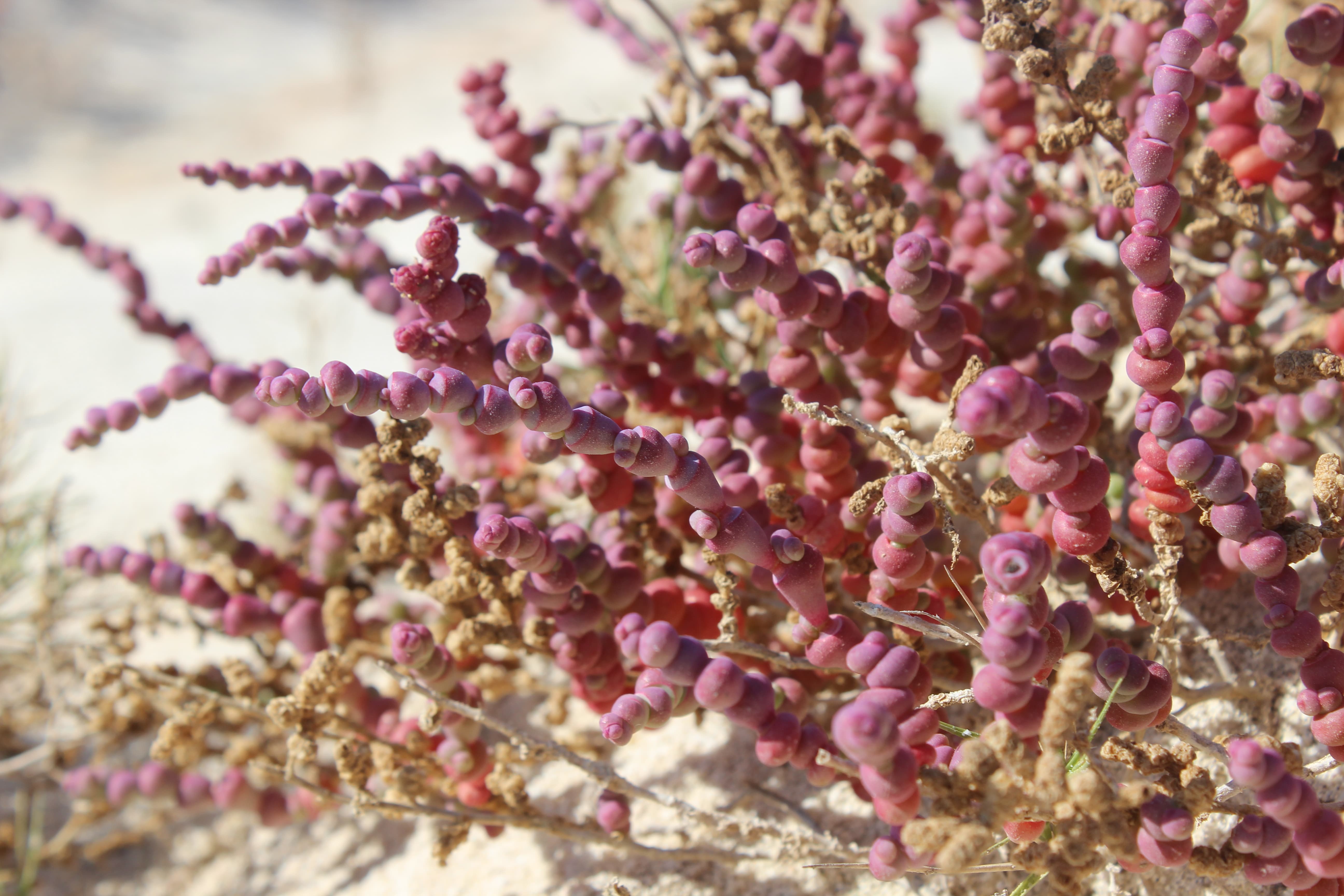 Plant Image